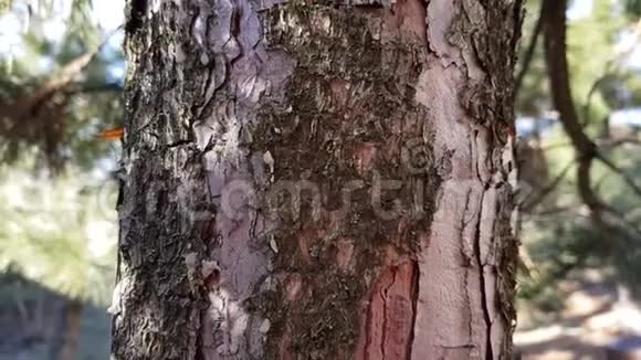 松树树干特写晴天的侧景视频的预览图