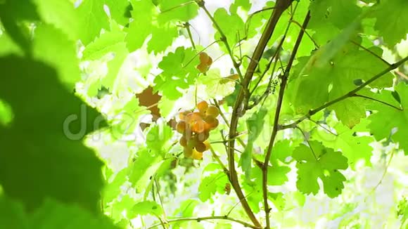 阳光明媚的一天葡萄在一个葡萄园的树枝上在绿叶间翻腾成熟的有机水果视频的预览图
