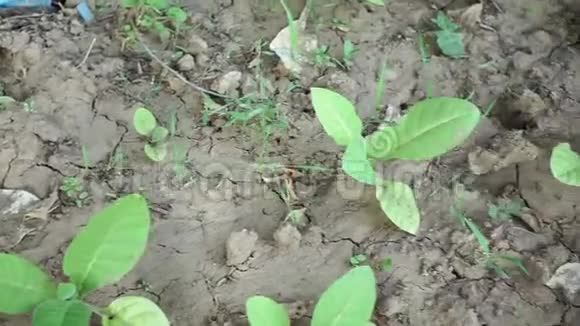 种植在田间植物叶片上的烟草种植园收获时间选择性重点视频的预览图