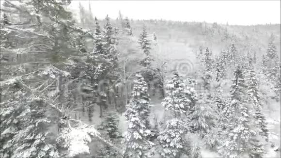 奇妙的无人机空中飞行多云的天空覆盖着白雪的松树顶部在大冬天寒冷的森林景观中视频的预览图