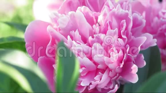 大自然花牡丹清新美丽盛开的粉红色牡丹花在花园里春天花园里浪漫的粉红色牡丹视频的预览图