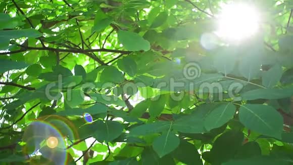 核桃树上阳光明媚的一天阳光透过树枝镜头眩光有机健康水果坚果正在生长视频的预览图