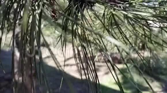 在风和日丽的一天松树针特写视频的预览图