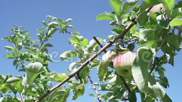 苹果在花园里的一棵树上蓝色的天空背景在花园里种植有机果视频的预览图