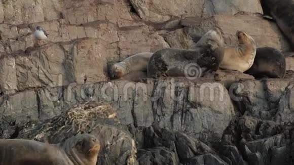 成年海豹依偎在岩石岛上睡在岩石上视频的预览图