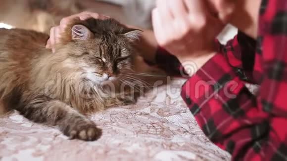 年轻女孩肖像特写躺在床上抚摸一只猫宠物真实的视频友谊爱情视频的预览图