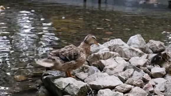 鸭子在公园池塘清洁自己和摇动所有身体慢动作视频的预览图