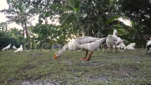 鹅鸡和鸟在养鸡场的草地上吃米粒视频的预览图