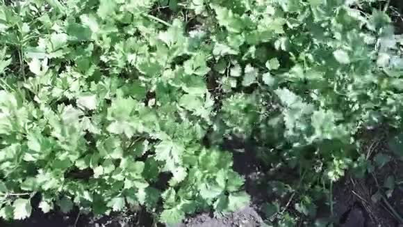 芹菜背景香料植物的栽培青芹叶青蒿视频的预览图