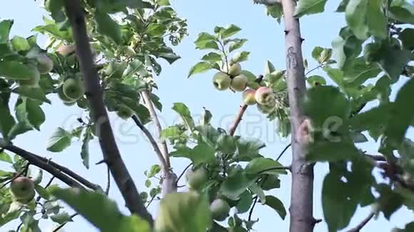 苹果树树枝上的熟苹果映衬着蓝天生长的有机水果视频的预览图