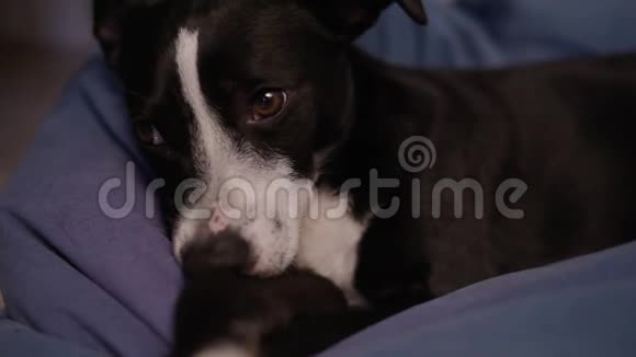 狗黑白相间睡着了狗在睡觉狗累了躺在脚凳上宠物视频的预览图