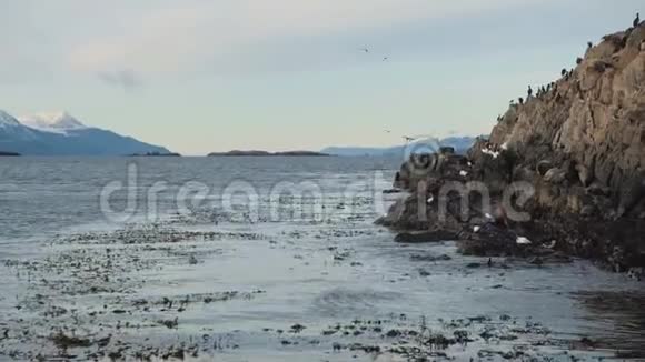 一群南美海豹在岩石岛海岸游泳视频的预览图