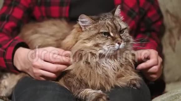 特写一只毛茸茸的猫的肖像猫躺在主人的膝上最喜欢的房子视频的预览图