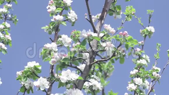 在花园里开花的苹果树枝果树有白色和浅粉色的花在特写春天的自然视频的预览图