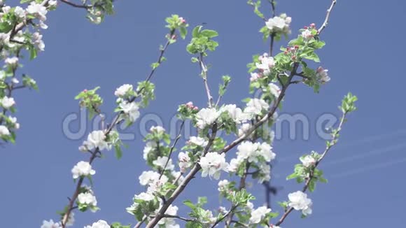 园中开花果苹果树春天对抗蓝天夏天春天视频的预览图