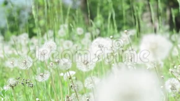 夏天的蒲公英绿野夏天的风景美丽的花草在田野里视频的预览图