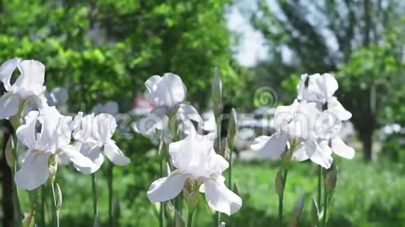 在一个夏天的公园里白色的花在绿色模糊的背景上闪闪发光视频的预览图