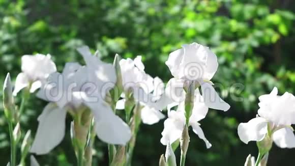 美丽的白鸢尾花在春天盛开的植物在绿色的自然背景上视频的预览图