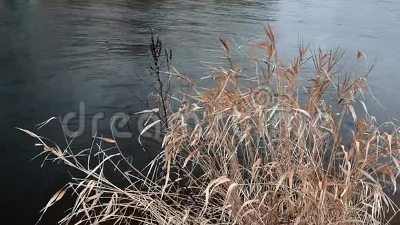 尼利斯河附近的干草视频的预览图