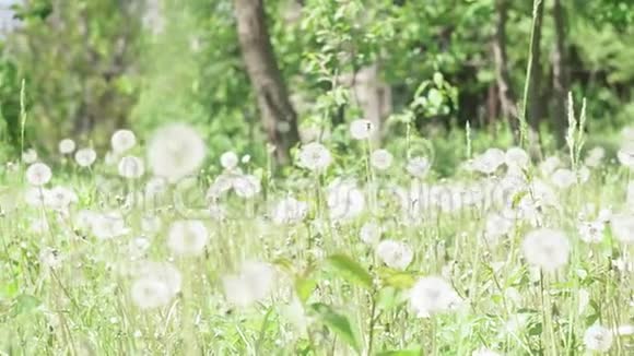 美丽的草地上有清新的春天绿草具有药用功效的蒲公英植物夏季概念视频的预览图