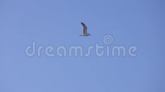 海鸥在海面上空自由飞翔视频的预览图