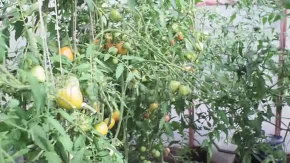 温室里的绿色西红柿在农场种植有机蔬菜视频的预览图