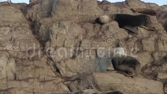 一只雌性南美海豹行走在岩石岛海岸上视频的预览图