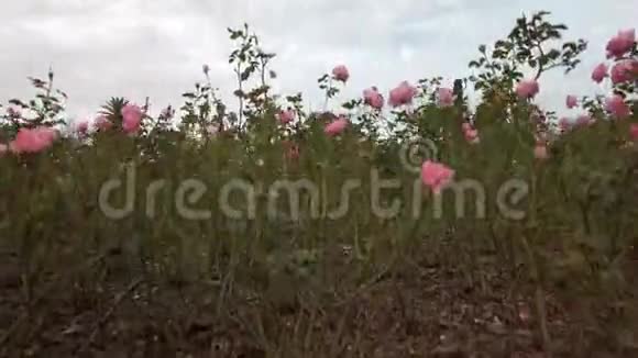 在多云的日子里露出美丽的巴勒莫玫瑰园和粉红色的花朵视频的预览图
