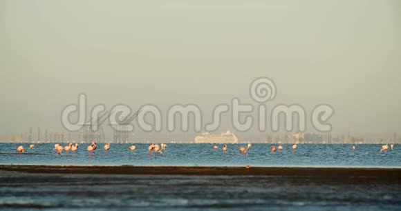 沃尔维斯湾的背景是一群野生火烈鸟纳米比亚4k视频的预览图