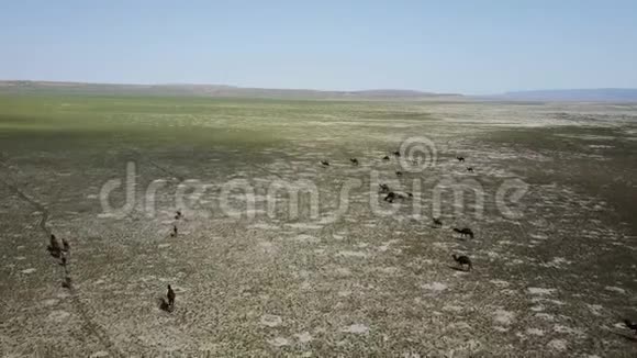 在哈萨克斯坦沙漠中行走的骆驼视频的预览图