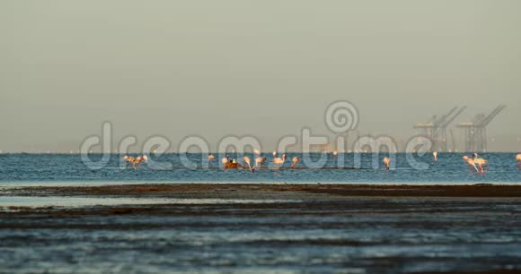 一群神奇的野生火烈鸟在纳米比亚海岸附近的水中行走4公里视频的预览图