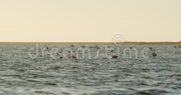 纳米比亚的野生动物在日落时分火烈鸟正站在水里视频的预览图
