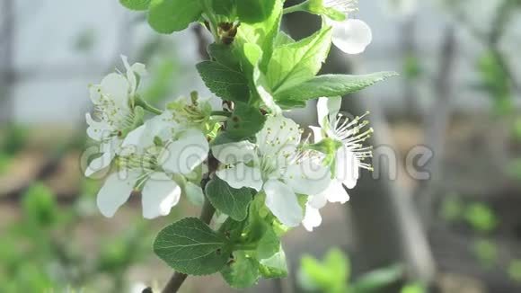 春天的苹果树花开得很晚很近鲜花盛开的果园树园艺视频的预览图