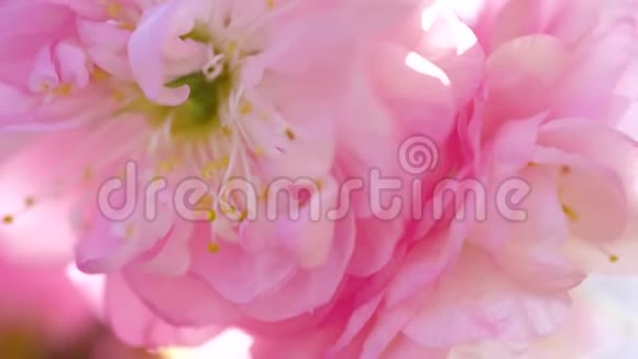 粉色的樱花花合拢视频的预览图