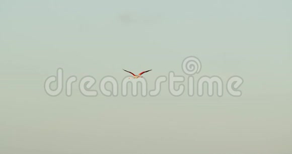 美丽的野火烈鸟在靠近海岸的水面上飞翔野生动物4k视频的预览图
