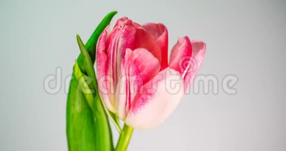 浅粉色双牡丹郁金花在白色背景上绽放的时间视频的预览图