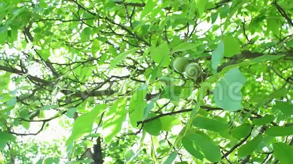 核桃树在阳光明媚的一天有机健康水果坚果生长植物视频的预览图