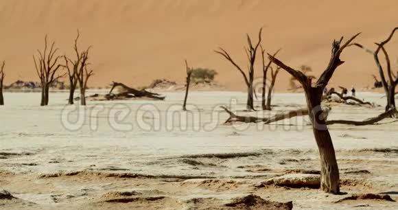 在纳米布沙漠拥有白沙和枯树的神奇区域旅游4k视频的预览图