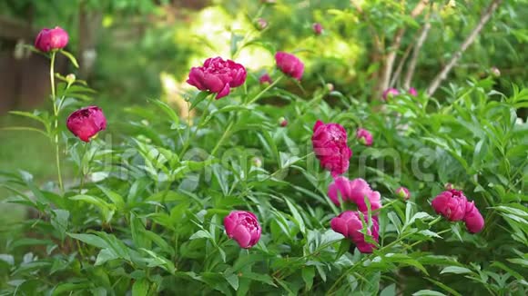 粉红色的牡丹花在花园里的绿色自然背景上选择性聚焦视频的预览图