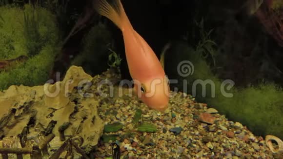 家里水族馆里的金鱼视频的预览图