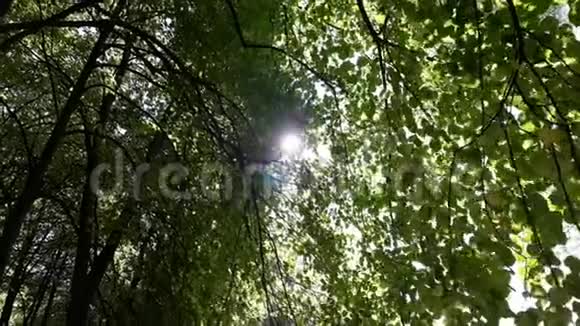 阳光照耀着绿色的叶子槽视频的预览图