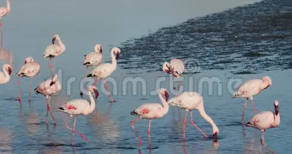 纳米比亚一群拥有白色和粉红色羽毛的野生火烈鸟正成群结队地行走视频的预览图