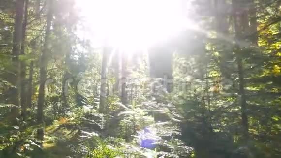 神奇的山林树木行走阳光视频的预览图