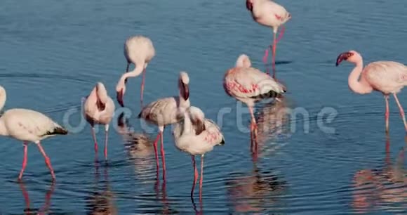许多粉红色羽毛的火烈鸟正在沃尔维斯湾附近的水里行走视频的预览图