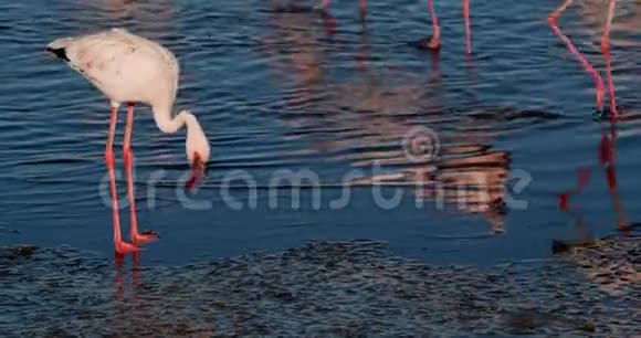 令人惊叹的火烈鸟正在看着水四处走动沃尔维斯湾4K视频的预览图
