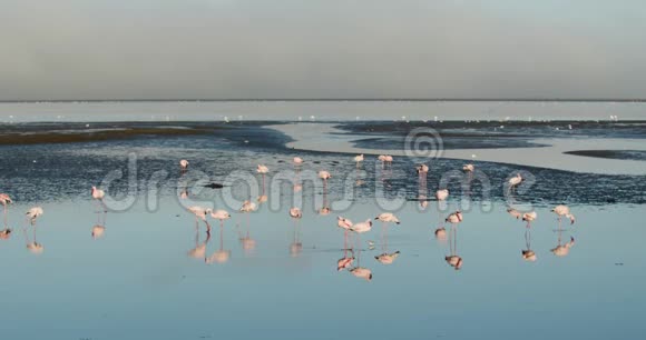 纳米比亚沃尔维斯湾海岸附近的一大群野生火烈鸟视频的预览图