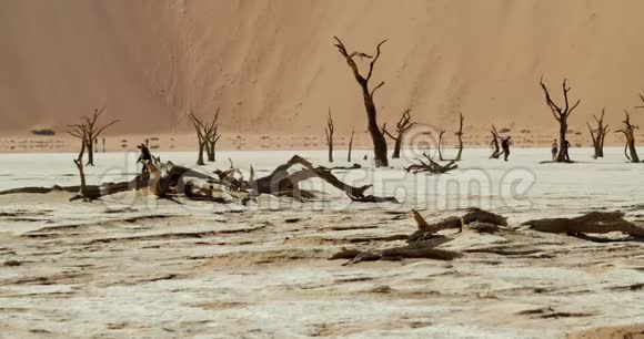 纳米布沙漠有大量枯树和白沙的地区景观视频的预览图