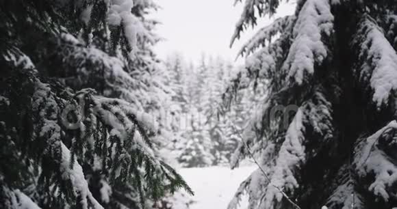 一位游客在一个寒冷的冬日探索森林他兴奋地穿过白雪皑皑的树抚摸着它们视频的预览图