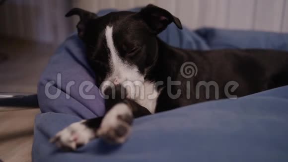 狗黑白相间睡着了狗在睡觉狗累了躺在脚凳上宠物麻醉下的狗视频的预览图