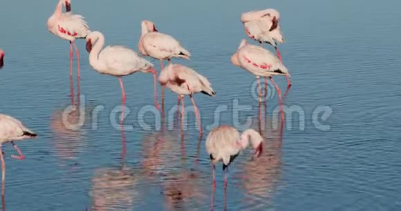 水中的火烈鸟倒影美丽的早晨在沃尔维斯湾4k视频的预览图